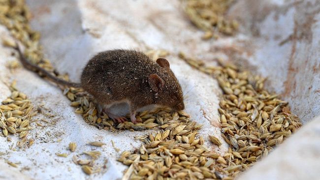 Ada beberapa cara alami untuk mengusir tikus dari rumah, tanpa perlu lem tikus atau racun tikus.