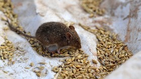 Kemenkes Ungkap 8 Warga Cipete Diduga DBD Bukan Virus Tikus