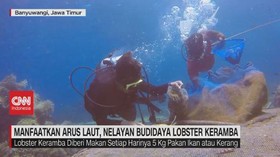 VIDEO: Manfaatkan Arus Laut, Nelayan Budidaya Lobster Keramba