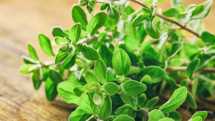 Fresh oregano plant leaves on wooden background, closeup view. Origanum vulgare also called wild marjoram is a culinary herb, used for cooking in the kitchen
