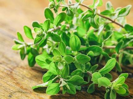 7 Tanaman Herbal untuk Bantu Jaga Imun Tubuh, Tetap Sehat Selama Puasa Bun
