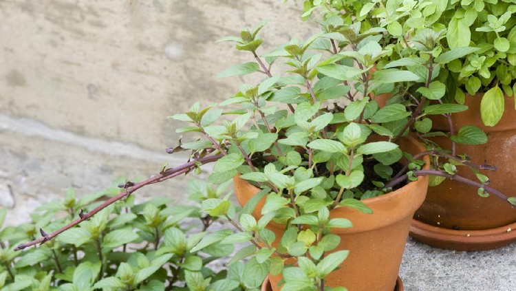 A group of three culinary herbs, chocolate mint and sweet marjoram, on the concrete door step outside the kitchen.  A clay pot of chocolate mint and sweet marjoram are on the step with a larger pot of chocolate mint is below the steps.