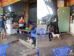Gemes Banget! Anjing Imut Ini Jadi Kasir Sekaligus Pelayan di Restoran 