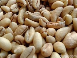 Liberica, Kopi Langka yang Bijinya Segede Kurma dan Beraroma Nangka