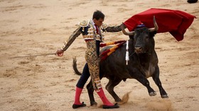 Tradisi Duel Banteng Matador Spanyol di tengah Pro Kontra