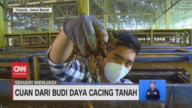 VIDEO: Sehari Menjadi Pembudidaya Cacing Tanah