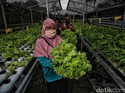 Hari Pangan Sedunia, Anggota DPR: Kedaulatan Pangan RI Butuh Solusi