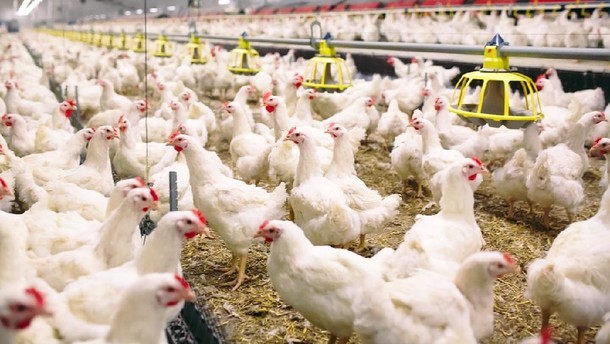 Ekonomi Peternakan Menggeliat, Peluang Cuan UMKM di Balik Ketahanan Pangan