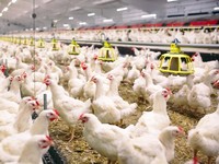 Ekonomi Peternakan Menggeliat, Peluang Cuan UMKM di Balik Ketahanan Pangan