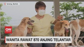VIDEO: Kisah Wanita Rawat 870 Anjing Terlantar