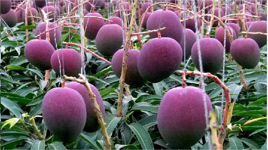 Mangga Miyzaki