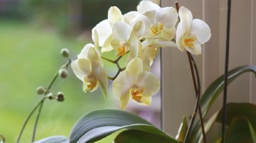 TANAMAN HIAS INDOOR UNTUK CEGAH VIRUS: LILY