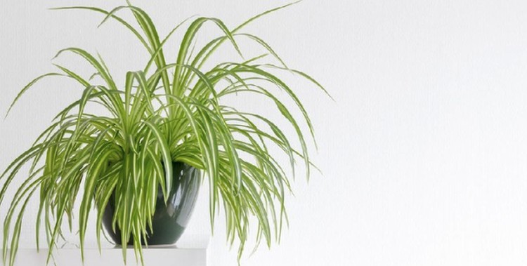 7 Tanaman Hias Indoor yang Bantu Bunuh Virus dan Bakteri di Rumah Apa salah satu tanaman hias indoor Bunda bisa membantu membunuh virus di udara? Jika belum ada, yuk tambahkan dengan deretan tanaman hias indoor ini.