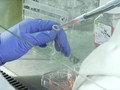 VIDEO: AstraZeneca Uji Coba Vaksin Baru Lawan Varian Beta