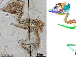 Ajaib, Hewan Ini Setengah Burung Setengah Dinosaurus