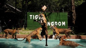 FOTO: Harimau di Phuket Bersiap Sambut Wisatawan