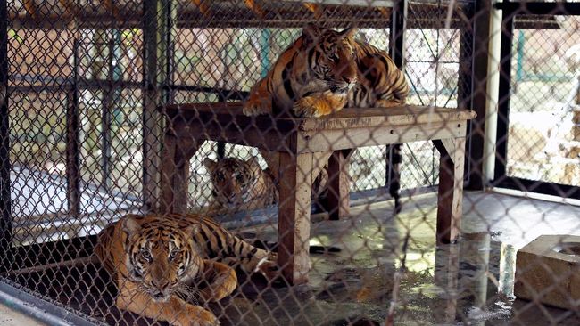 Dokter hewan memberi penjelasan terkait kasus Covid-19 pada dua harimau Sumatera di Ragunan, Tino dan Hari.