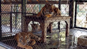 Kata Dokter Hewan Soal Harimau Ragunan Positif Covid-19