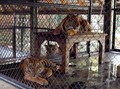 Kata Dokter Hewan Soal Harimau Ragunan Positif Covid-19