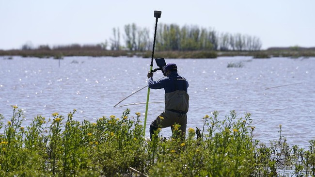 FOTO: Menguak Keanekaragaman Hayati Hutan Delta Louisiana