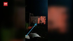 VIDEO: Harimau Sumatra Masuk Ke Permukiman