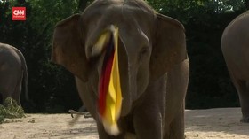 VIDEO: Gajah Peramal Prediksi Jerman Kalahkan Inggris