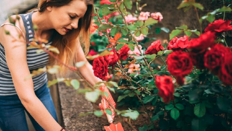 6 Tanaman Hias Bunga Cantik Ini Punya Segudang Manfaat Tanaman hias bunga memiliki daya pikat tersendiri. Berikut deretan tanaman hias bunga yang cantik dan punya segudang manfaat untuk rumah Bunda.