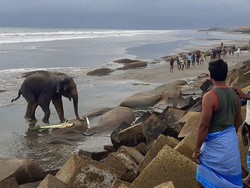 Ngenes! Gajah Myanmar Berenang-renang ke Laut Bangladesh