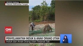 VIDEO: Penyelamatan Induk & Anak Orang Utan