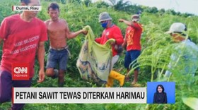 VIDEO: Petani Sawit Tewas Diterkam Harimau