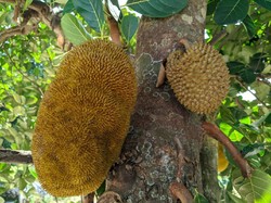 Cerita Sunda Bodor, Dongeng Si Kabayan Ngala Nangka