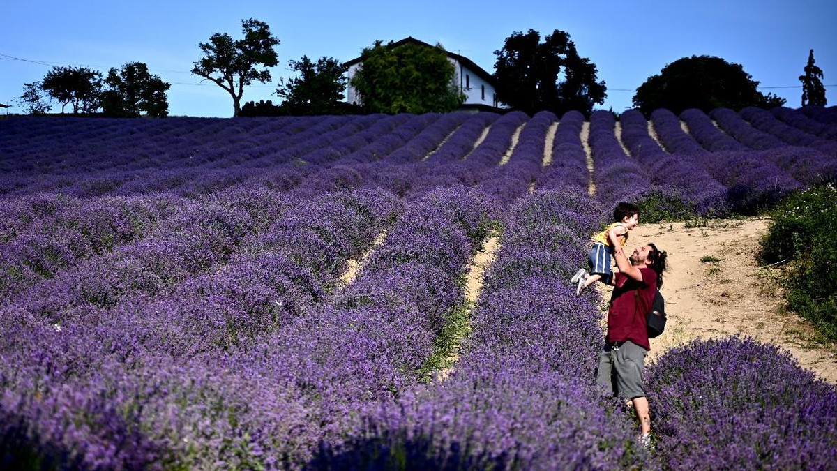 FOTO: Terpikat Harum Desa Lavender