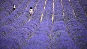 FOTO: Terpikat Harum Desa Lavender