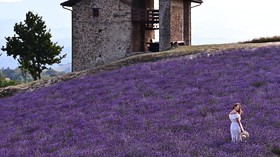 Semerbak Harum Bunga Lavender Setiap Juni dari Desa Sale