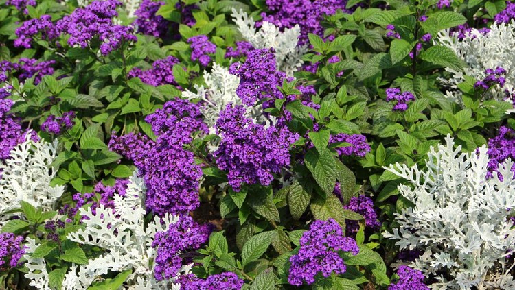 Heliotropium arborescens flowers and  Lunaria annua plants in herb garden