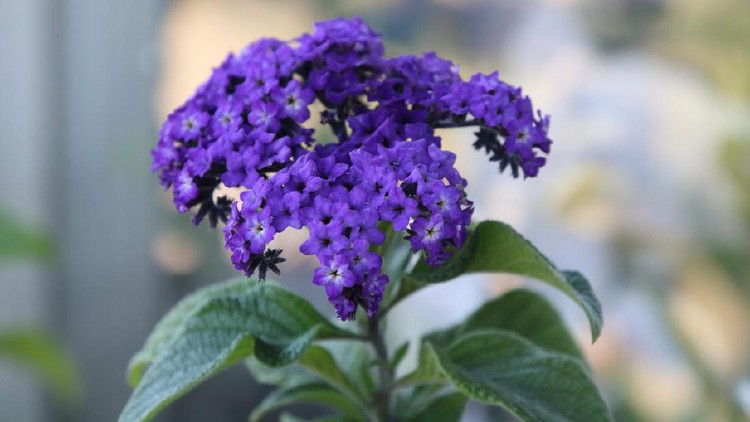 Tanaman Hias Heliotrop Heliotropium arborescens is a famous of flowering plants