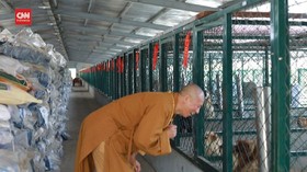 VIDEO: Kisah Biksu yang Merawat 8 Ribu Anjing Terlantar