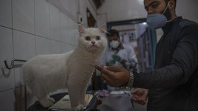 FOTO: Penyebaran Covid-19 Mengintai Hewan Peliharaan