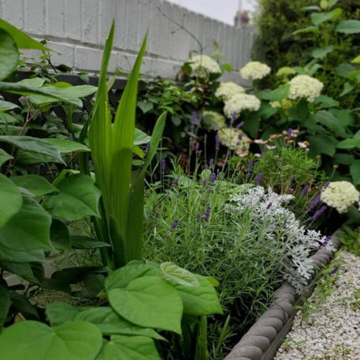 <p>Tanaman hias yang ia miliki cukup beragam, Bunda. Mulai dari tanaman hias daun hingga tanaman hias yang berbunga. (Foto: Instagram: @angie_virgin)</p>