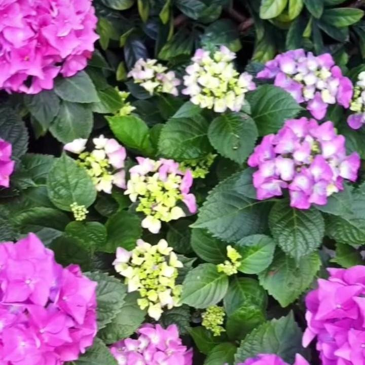 <p>Tak hanya pink tua, Angie juga memiliki tanaman serupa dengan warna bunga lebih keunguan, Bunda. Cantik banget, ya! (Foto: Instagram: @angie_virgin)</p>