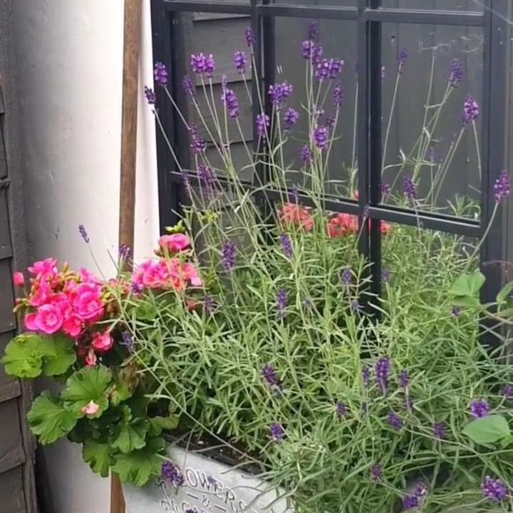 <p>Memiliki aroma yang khas, Angie juga merawat tanaman hias lavender, Bunda. Tanaman ini ia tanam di sebuah pot di depan jendela. (Foto: Instagram: @angie_virgin)</p>