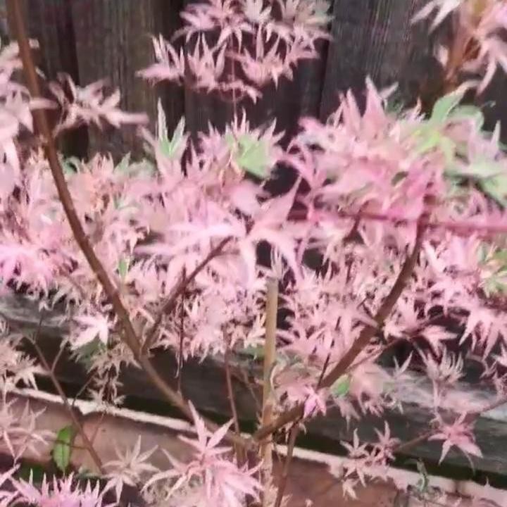 <p>Angie juga memiliki sebuah pohon mapel, Bunda. Dari banyaknya warna daun mapel, milik Angie sangat cantik dengan warna merah muda. (Foto: Instagram: @angie_virgin)</p>