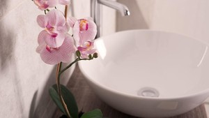 5 Tanaman Hias yang Dapat Bantu Hilangkan Bau Tak Sedap di Toilet