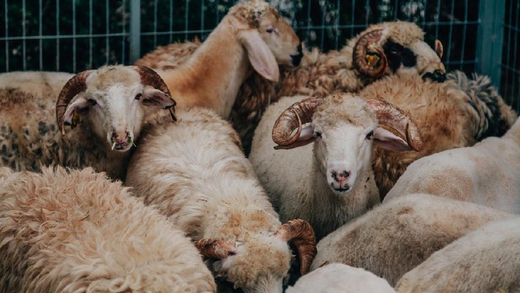 Eid Al-Adha is religious holiday celebrated by Muslims on the tenth day of Dhu al-Hijjah and lasts for three days, during which Muslims usually sacrifice a sheep meat