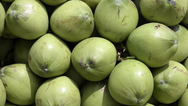 Minum air kelapa ampuh untuk melepas dahaga. Manfaat apa saja yang didapat jika minum air kelapa setiap hari?