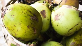 Kelapa Hijau Dihantui Panic Buying, Penjual Diburu Permintaan