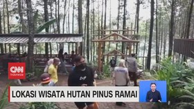 VIDEO: Lokasi Wisata Hutan Pinus Ramai