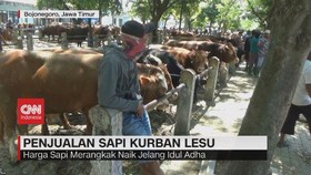 VIDEO: Penjualan Sapi Kurban Lesu
