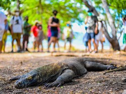 ASITA Pertanyakan Penutupan TN Komodo untuk Wisata, Pemulihan Alam atau Kedok?