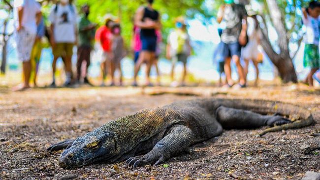 Pemda NTT menyatakan biaya Rp3,75 juta dari wisatawan bukan tarif masuk melainkan kontribusi untuk kelestarian TN Komodo.